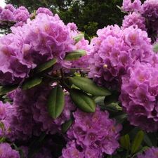 rhod catawb-090605