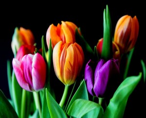 flowers-429041_1280