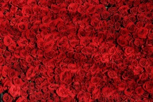 rose-374318_1280