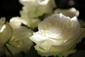 roses-108132_1280