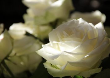 Geriausios gėlių puokštės mamos dienos proga