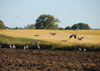 Ant slenksčio – pasėlių deklaravimas. Kas keičiasi?