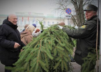 Miškininkai šiemet vėl nemokamai dalins eglių šakas: vietų sąrašas