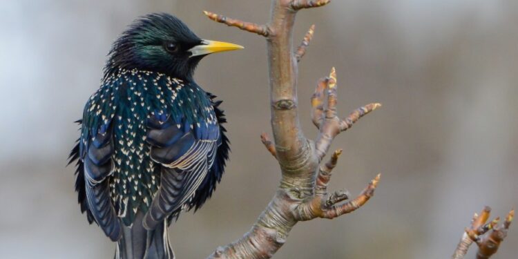 Varnėnas (Sturnus vulgaris)  | Dalia Račkauskaitė