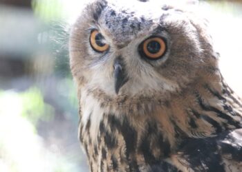 Misija sėkmingai vykdoma – nykstantys apuokai iš Lietuvos zoologijos sodo grįžta į gamtą