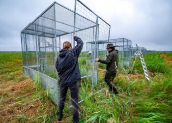 Daugiau kaip pusšimtis rečiausių Europos giesmininkų papildė Žuvinto populiaciją